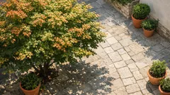 Acero per giardino piccolo: ombra estiva e colori d’autunno senza troppa manutenzione