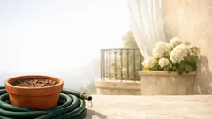 Ortense in estate: perché oggi richiedono più acqua e cosa fare per non vederle appassire