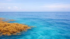 Mar dei Sargassi: il mare senza coste che aiuta a produrre l’ossigeno che respiriamo