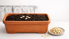 Come riutilizzare i semi di zucca nel terriccio: guida semplice per vaso e orto