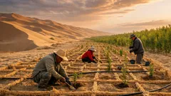 Cina, la cintura verde che prova a fermare il deserto del Taklamakan: numeri, dubbi e risultati
