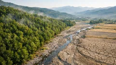 Riforestazione e acqua: perché più alberi possono ridurre la disponibilità idrica