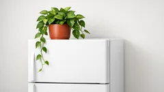 Pianta sopra il frigo: il trucco feng shui per eliminare il disordine e far respirare la cucina
