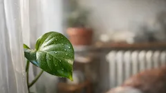 Le 5 piante da appartamento che migliorano l’umore anche con poca luce